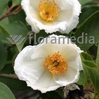 STEWARTIA